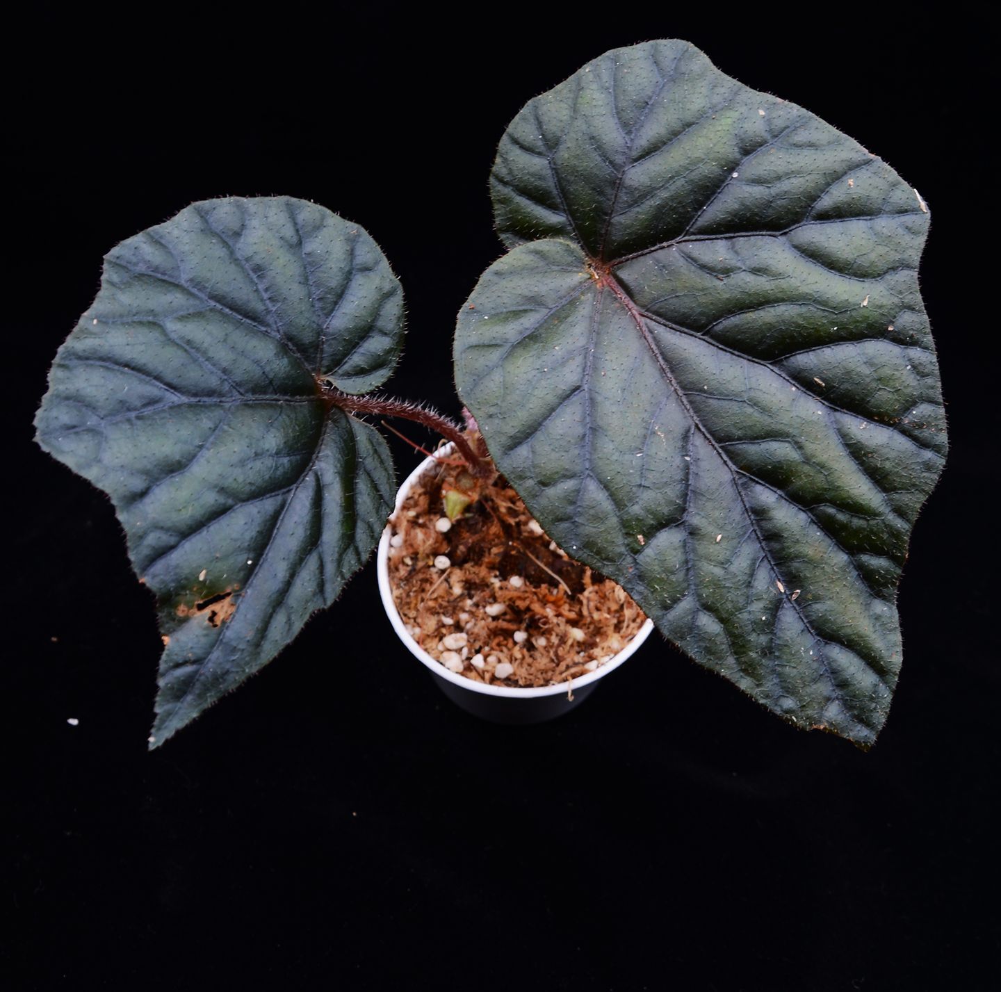 B. purpureofolia